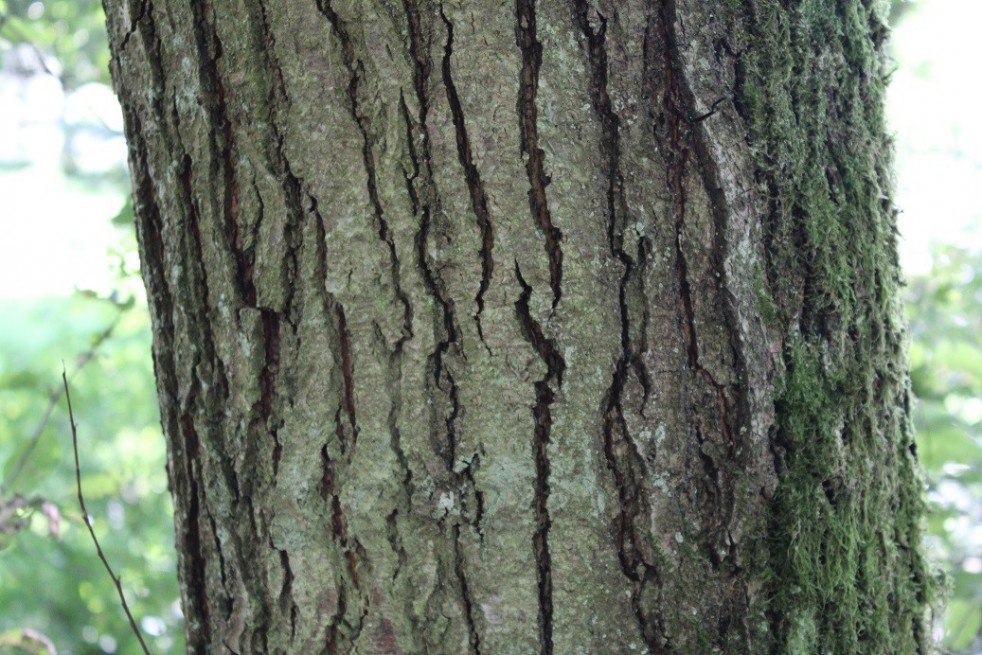 Aulne de Corse - Alnus cordata (Boland F.)