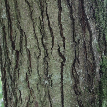 Aulne de Corse - Alnus cordata (Boland F.)