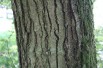 Aulne de Corse - Alnus cordata (Boland F.)