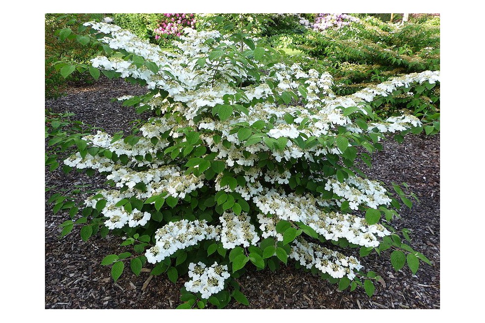 Japanese snowball Tomentosum