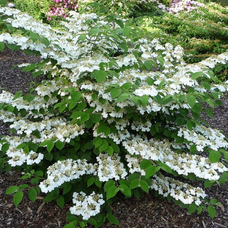 Japanse sneeuwbal tomentosum