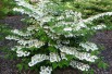 Japanese snowball Tomentosum