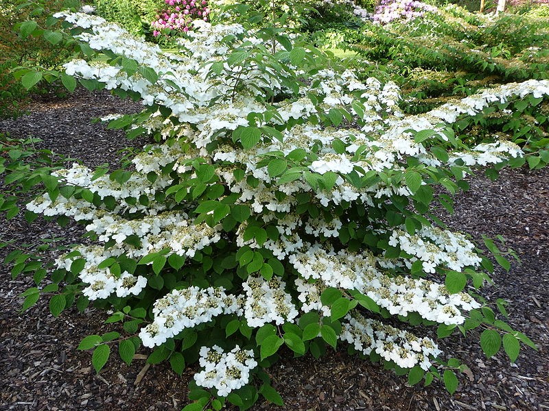 Japanese snowball Tomentosum