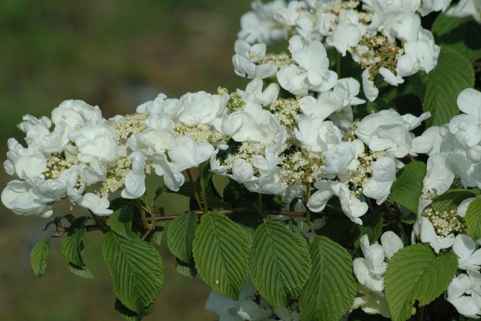 Japanese snowball Tomentosum