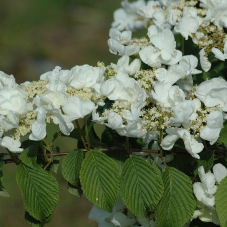 Japanese snowball Tomentosum