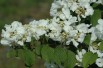 Japanese snowball Tomentosum