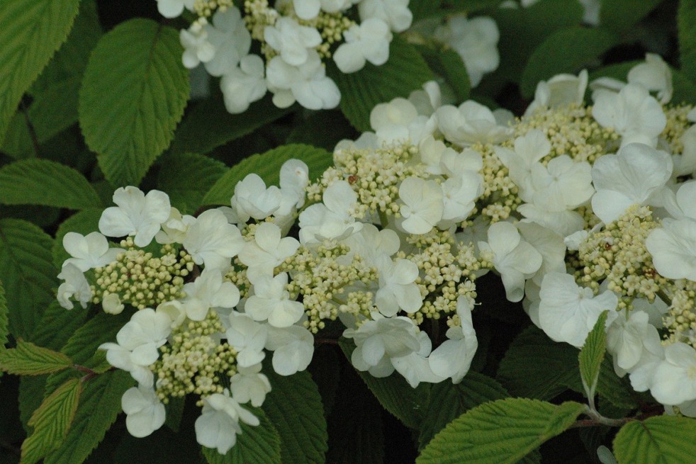 Japanese snowball Tomentosum