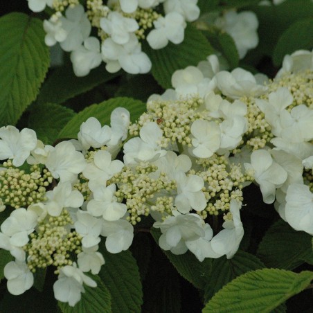 Japanese snowball Tomentosum