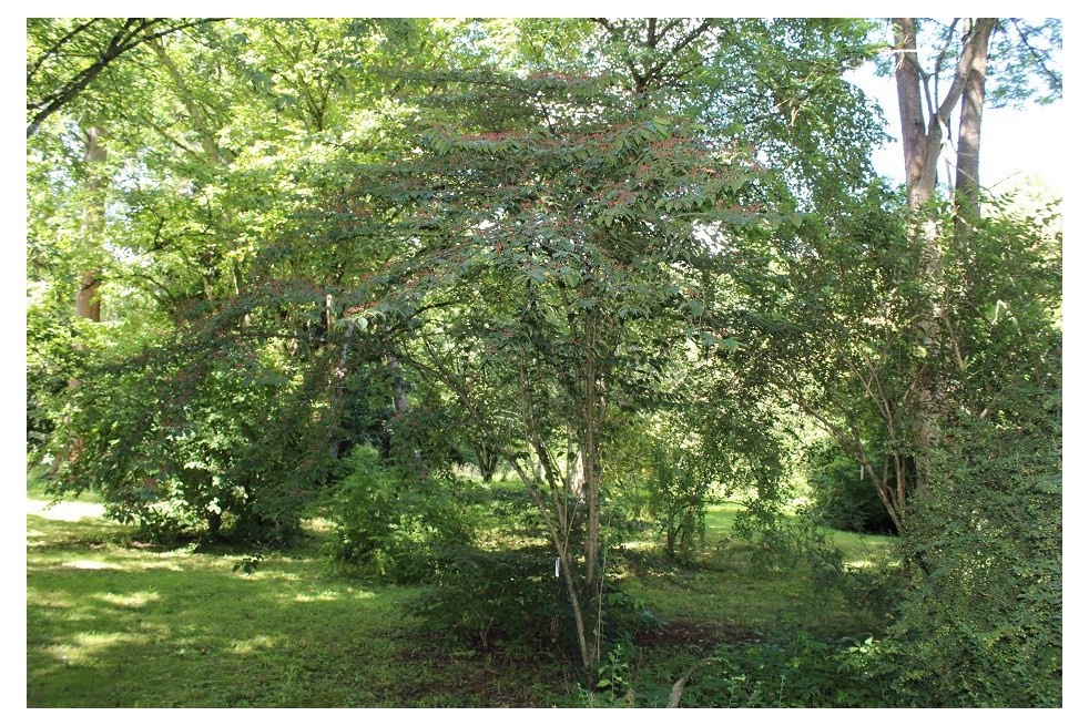 Viorne_de_Chine_Tomentosum