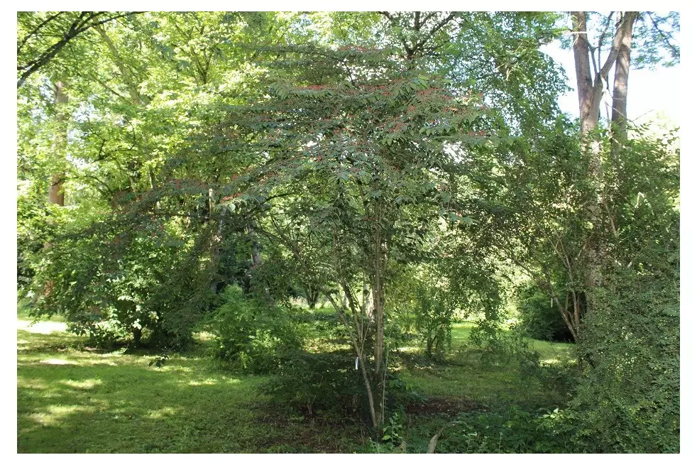 Viorne_de_Chine_Tomentosum