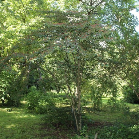 Japanese snowball Tomentosum