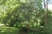 Viorne_de_Chine_Tomentosum