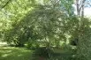 Viorne_de_Chine_Tomentosum