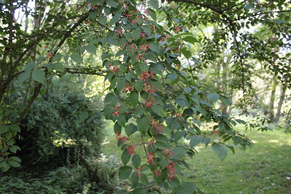 Japanse sneeuwbal tomentosum