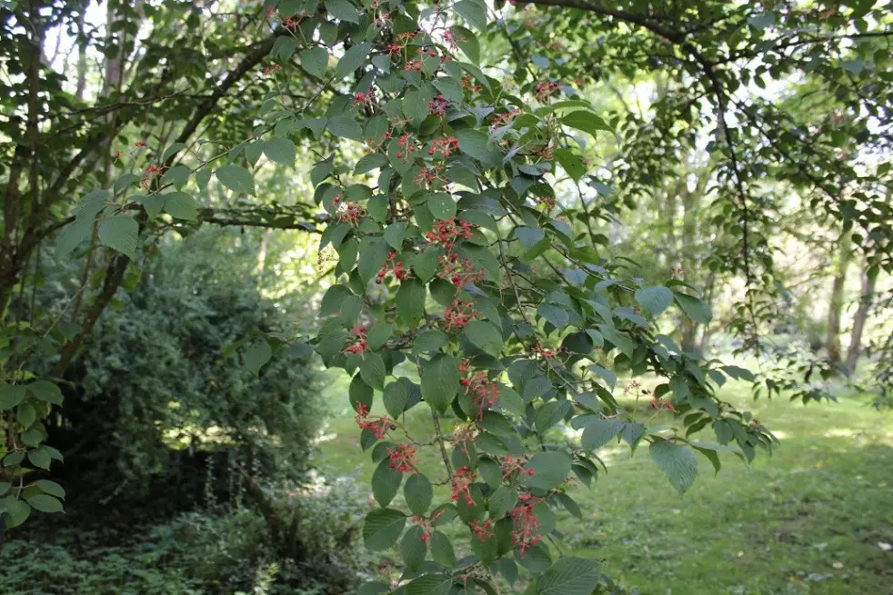 Viorne_de_Chine_Tomentosum