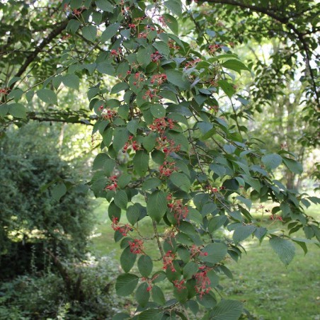 Japanese snowball Tomentosum