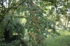 Japanese snowball Tomentosum