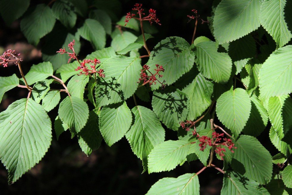 Japanse sneeuwbal tomentosum