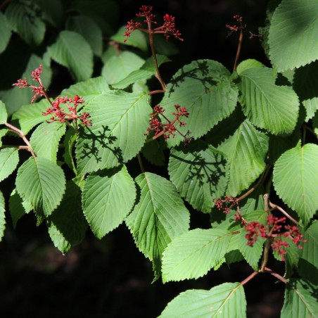 Japanse sneeuwbal tomentosum