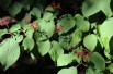 Japanese snowball Tomentosum