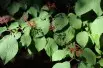 Viorne_de_Chine_Tomentosum