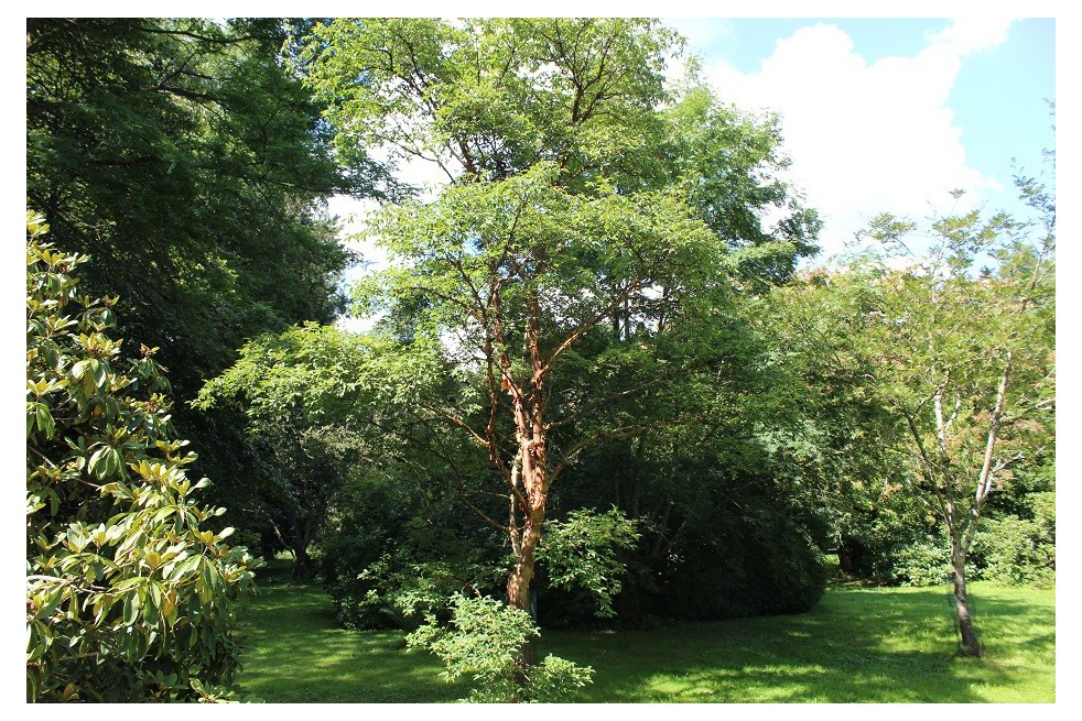 Paperbark maple