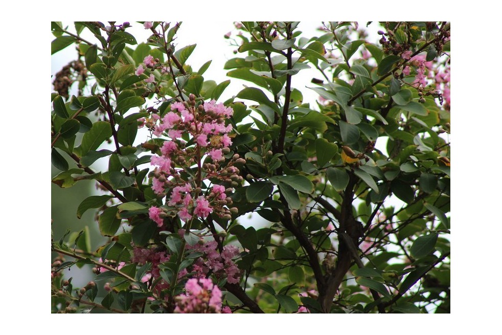 Pink Crape myrtle