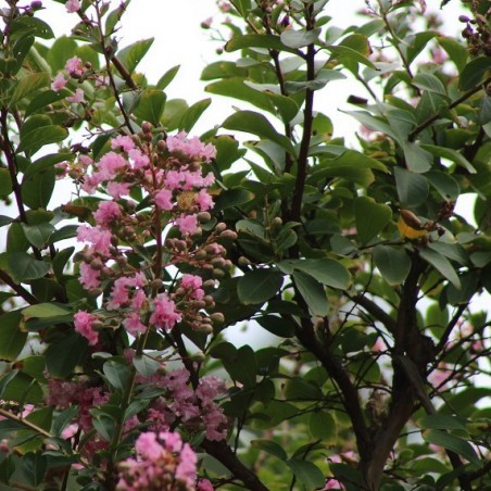 Lilas des Indes rose pâle
