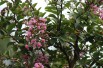 Lilas des Indes rose pâle