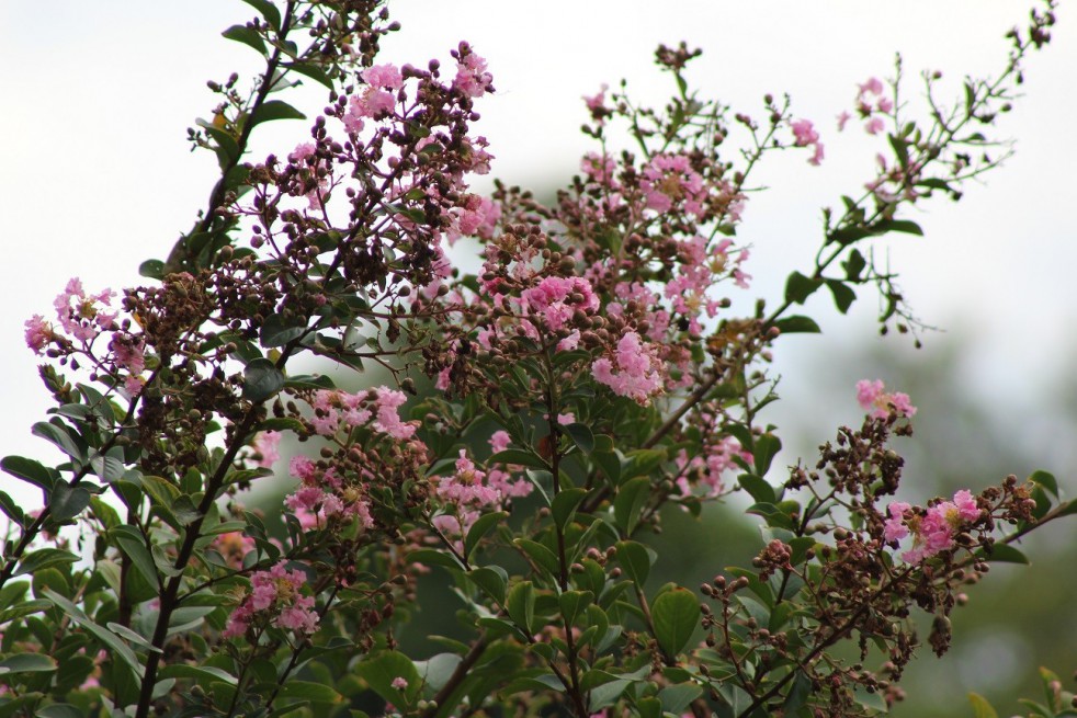 Pink Crape myrtle