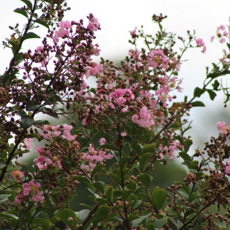 Lilas des Indes rose pâle