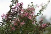 Pink Crape myrtle