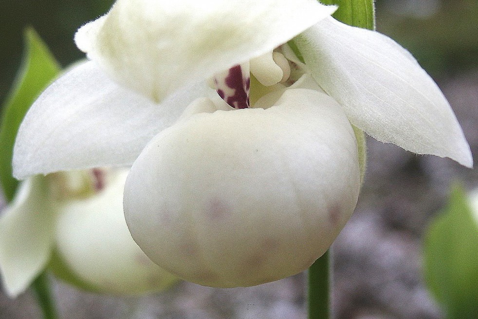 Cypripedium Flavum Alba