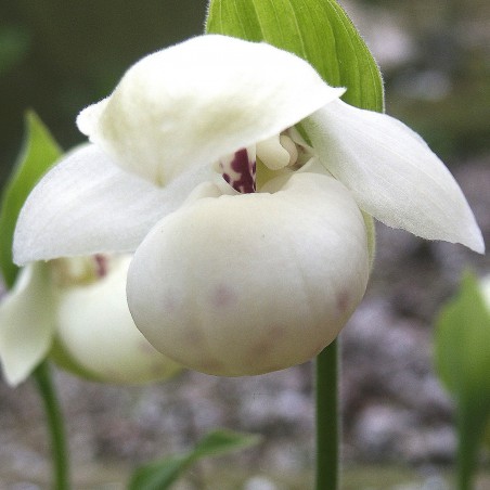 Cypripedium Flavum Alba