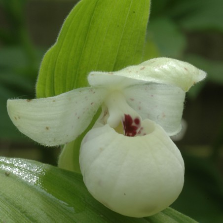 Cypripedium Flavum Alba