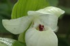 Cypripedium Flavum Alba