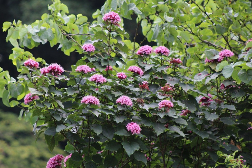 Clerodendron de bunge