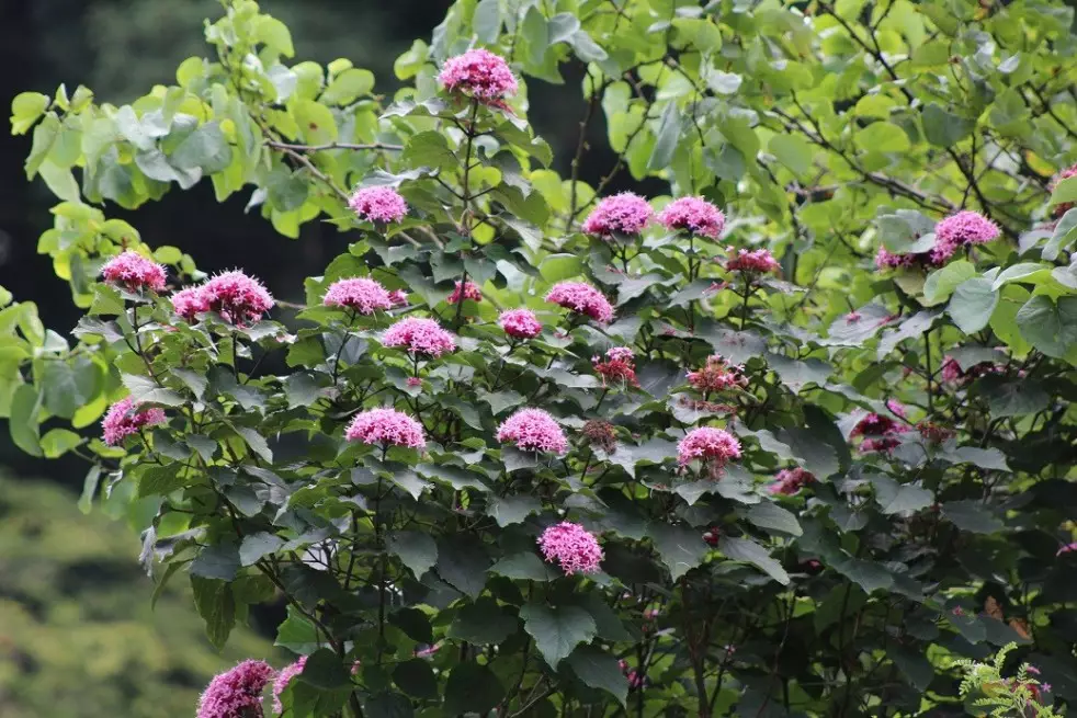 Rose Glory Bower
