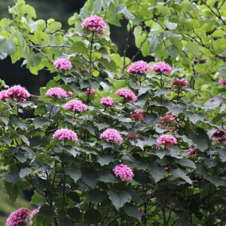 Clerodendrum Bungei - Jardins du Monde.be
