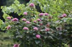 Clerodendron de bunge