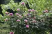 Rose Glory Bower