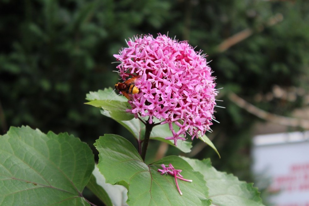 Clerodendron de bunge