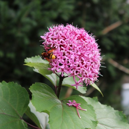 Clerodendrum Bungei - Jardins du Monde.be
