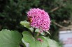 Clerodendron de bunge