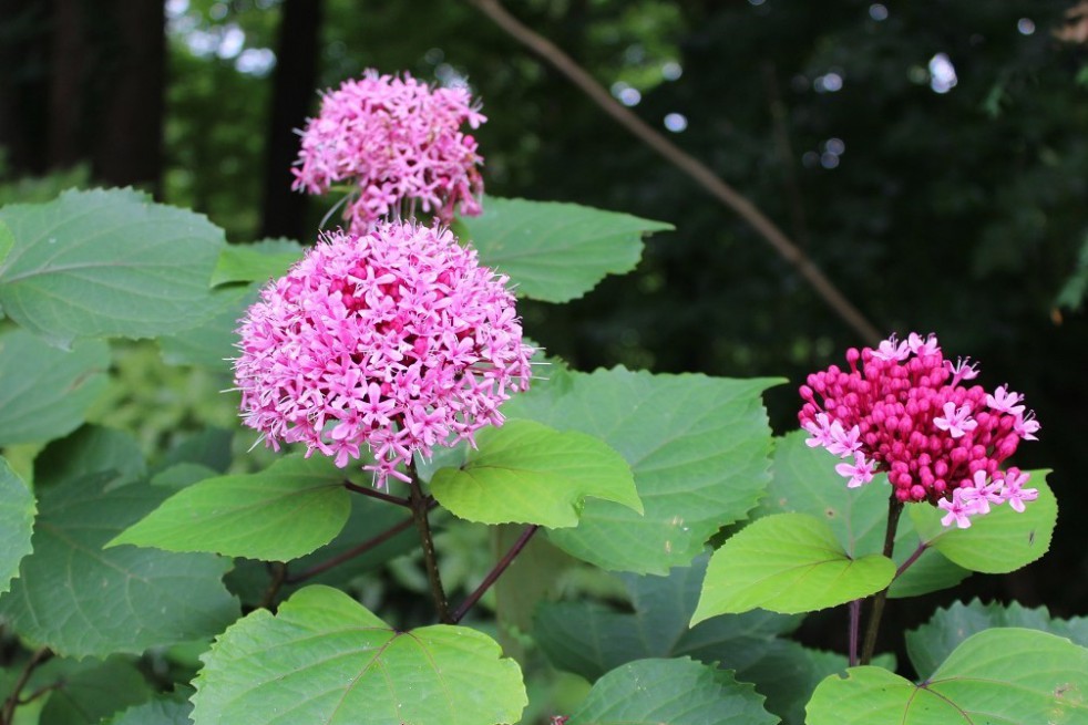 Clerodendron de bunge