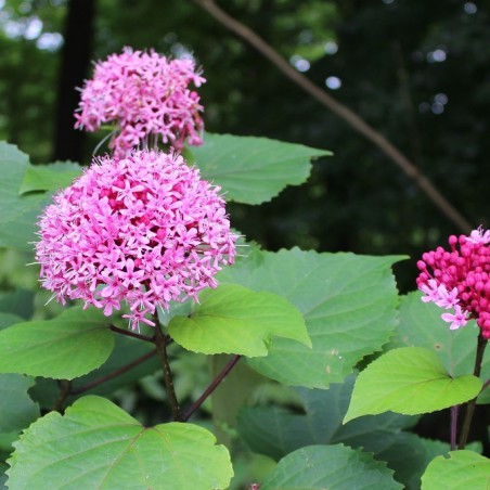 Clerodendrum Bungei - Jardins du Monde.be