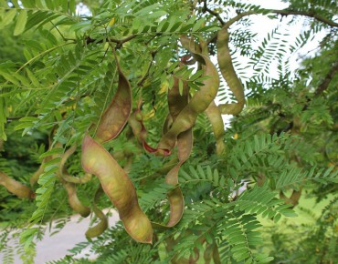Févier d'Amérique - Gleditsia Triacanthos inermis