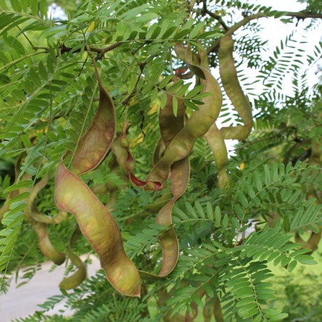 Honey locust - Gleditsia triacanthos inermis