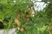 Févier d'Amérique - Gleditsia Triacanthos inermis Févier d'Amérique - Gleditsia Triacanthos inermis