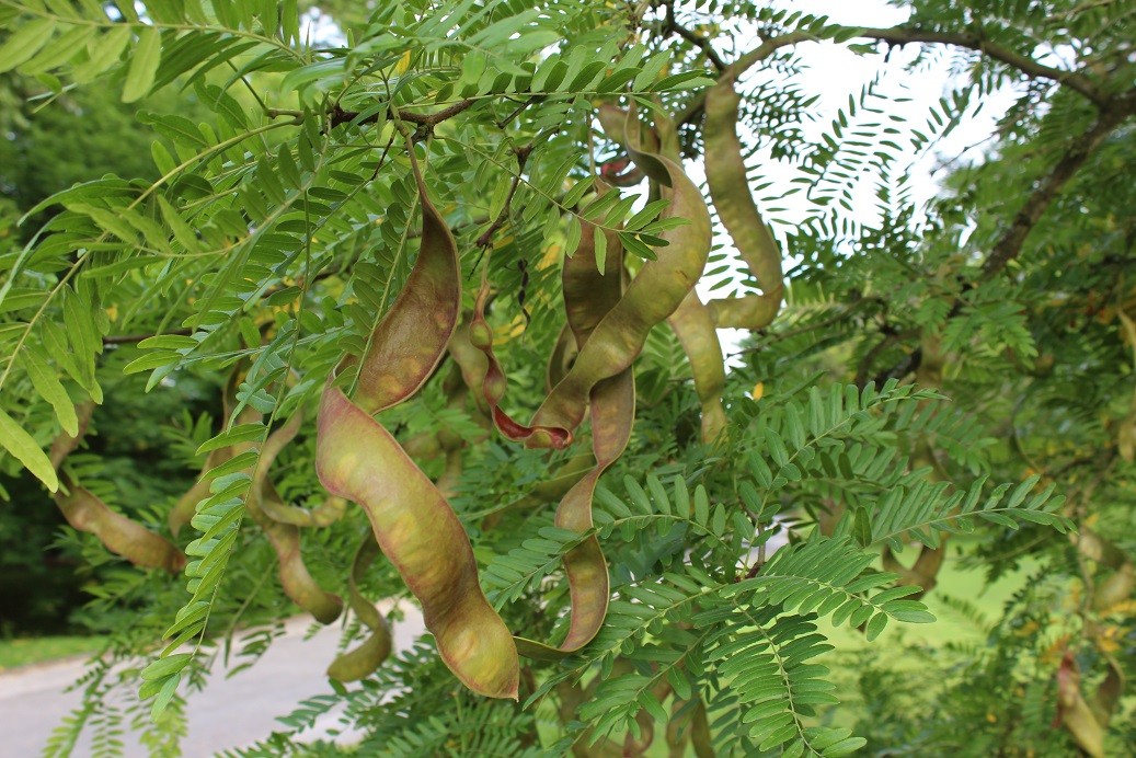 Dornenloser Lederhülsenbaum